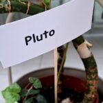 Tabliczka z napisem "Pluto" osadzona jest w ziemi doniczki z rośliną.