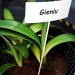 Roślina ozdobna stoi w doniczce, a obok niej tabliczka z napisem "Geniu".