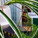 Zielone liście częściowo zasłaniają fragment budynku z tablicą informacyjną i elementami wystroju.