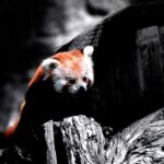 Czerwony panda siedzi na pniu drzewa w czarno-białym otoczeniu, z zachowaniem kolorów tylko głowy i ogona zwierzęcia.