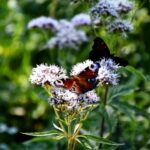 Motyl siedzi na kwiatach lawendy w zielonym otoczeniu.
