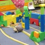 Jeż Lucjan porusza się wśród klocków podczas zajęć z przedszkolakami.