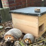 Uśmiechnięte jeże obserwują kolorowy domek z liściami, przygotowany przez przedszkolaki w Balinie.